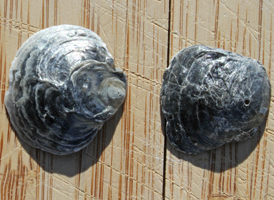 Jingle Shell